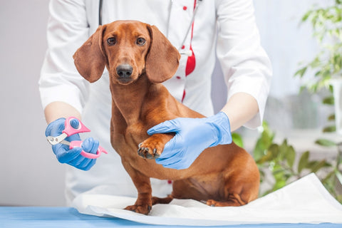 Adorable dog about to have his nails trimmed