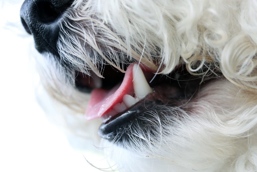 close up of dog's mouth