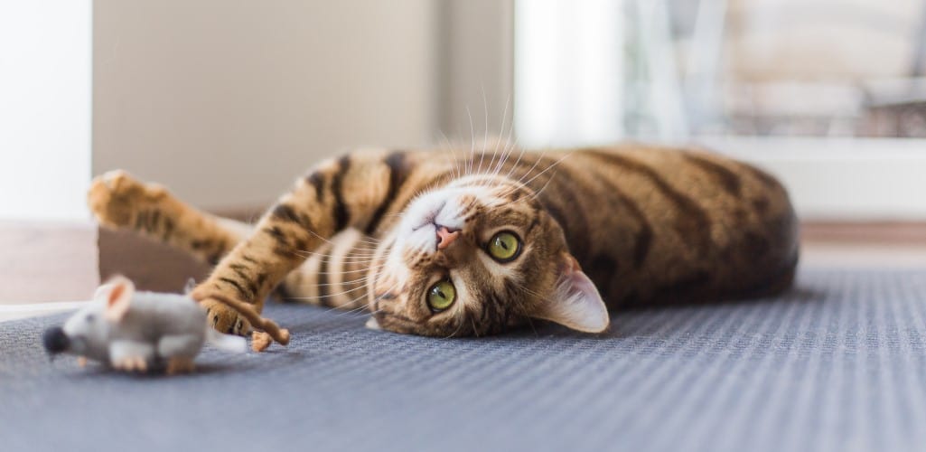 How To Play With Your Older Cat