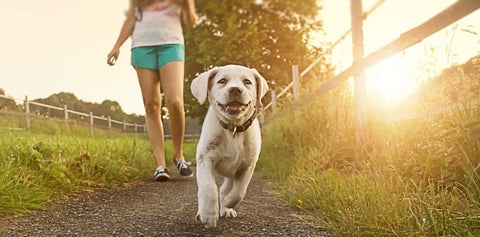 Labrador puppy and owner in the sun in a field for YuMove.