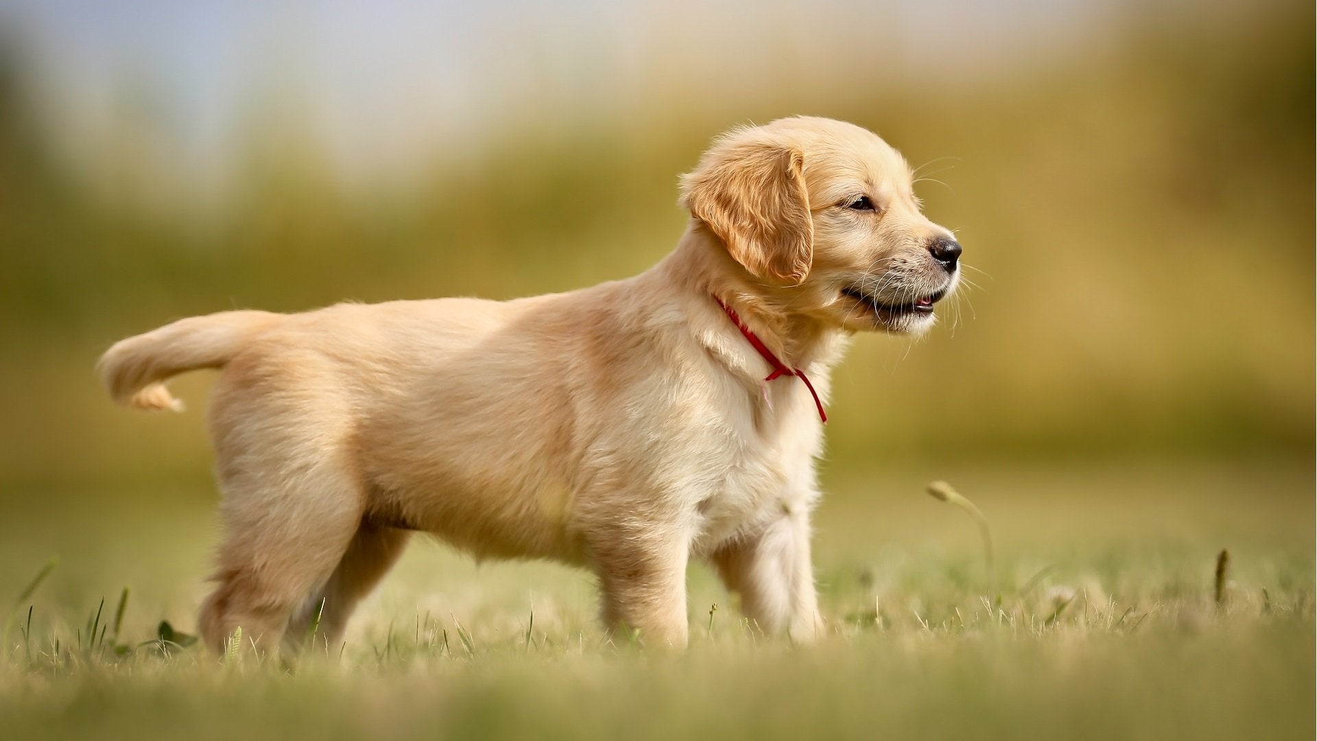 Golden puppy standing on grass in summer
