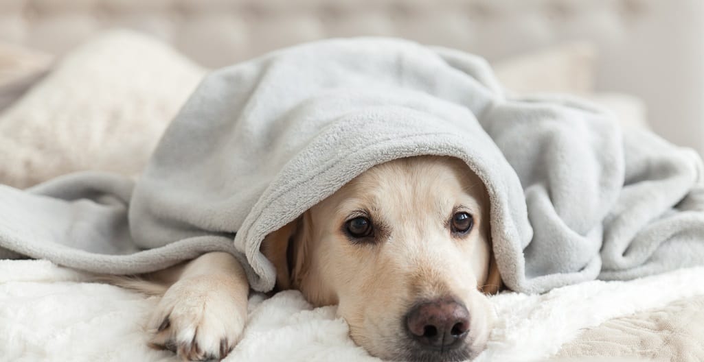 Young Lab looking bored