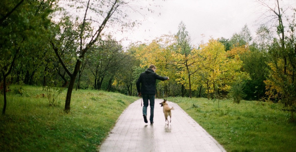 Dog walking in the park in the wet