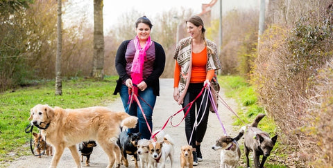 Two women walking dogs