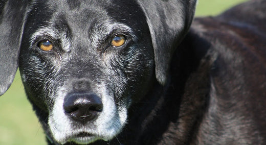 Spotting signs of dementia in dogs