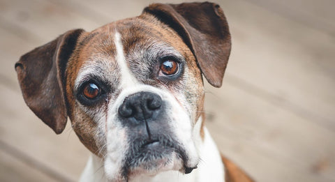 Senior Boxer dog