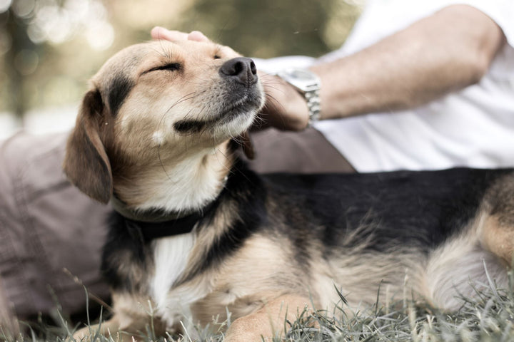 Silent signs of dental discomfort in dogs