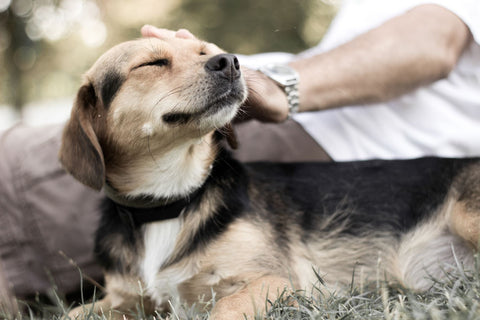 A dog next to their human