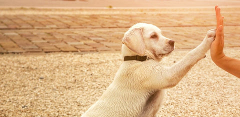 Puppy High Five