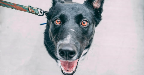 Happy dog on the lead