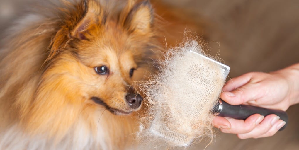 Dog moulting: Why and when do dogs moult?