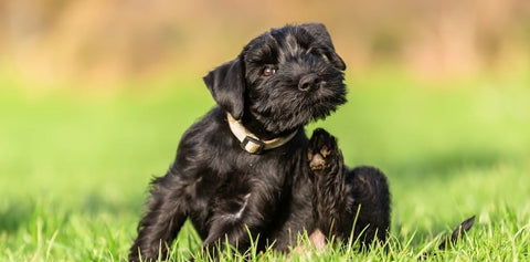 Miniature Schnauzer puppy scratching