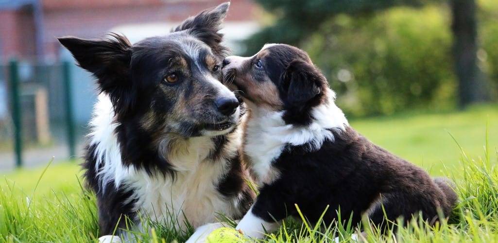 border collie puppy is kissing her mum