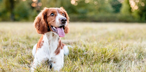 Young cocker spaniel