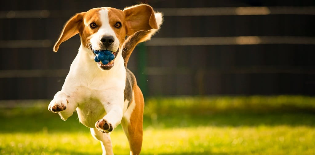Beagle with a ball in its mouth