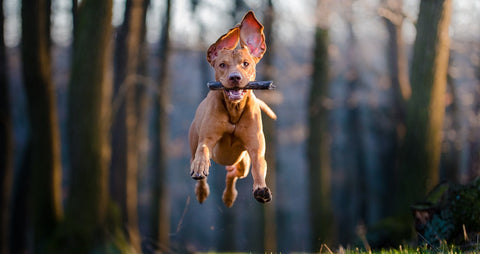 Jumping Rhodesian Ridgeback