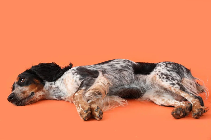 Acid reflux in dogs
