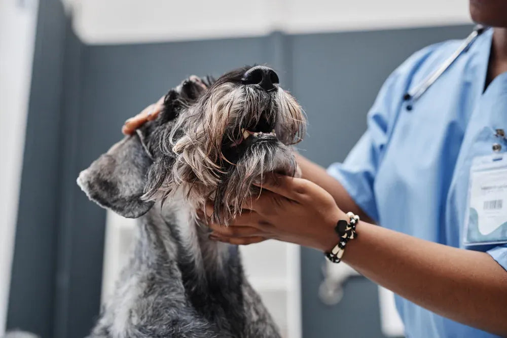 Schnauzer getting checked at a vet