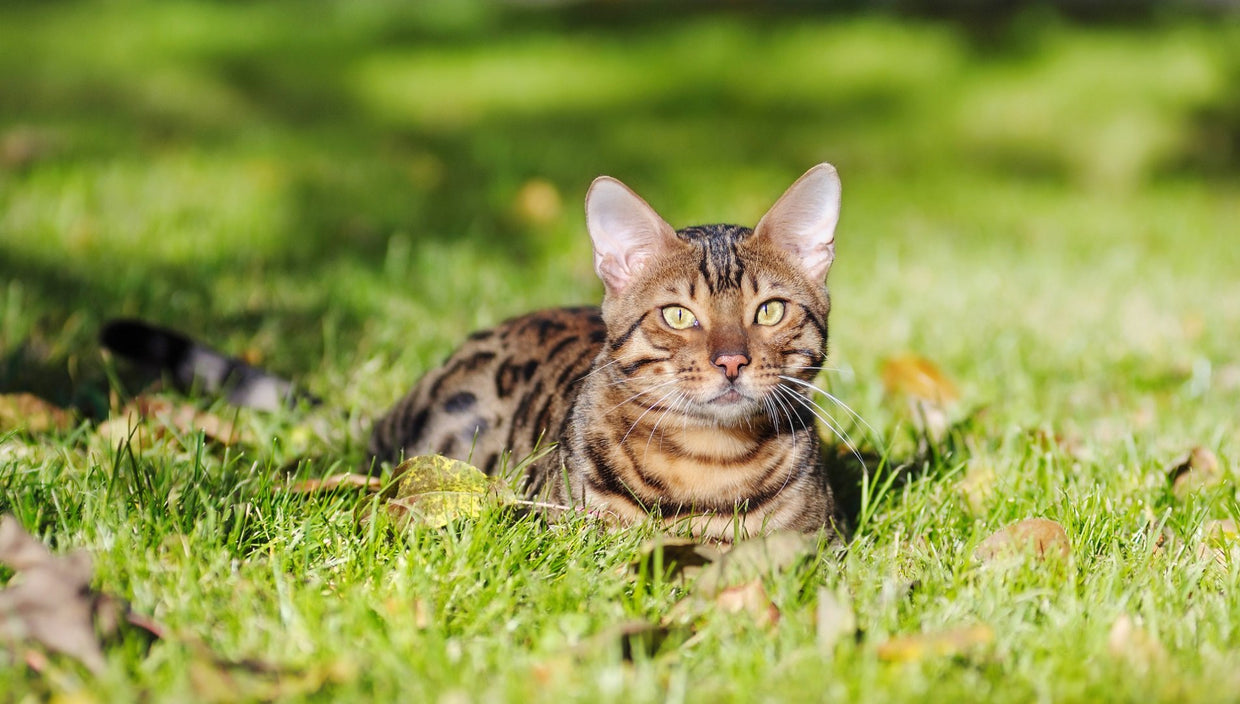 Cat Anxiety: Spot the signs and manage the problem