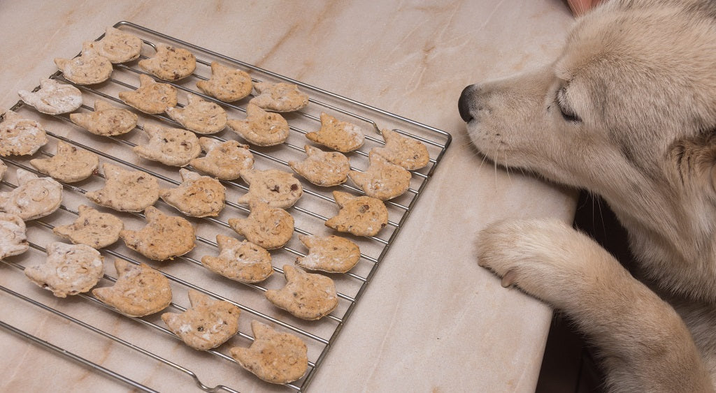 An Easter treat for dogs