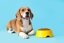 Beagle with bowl of food