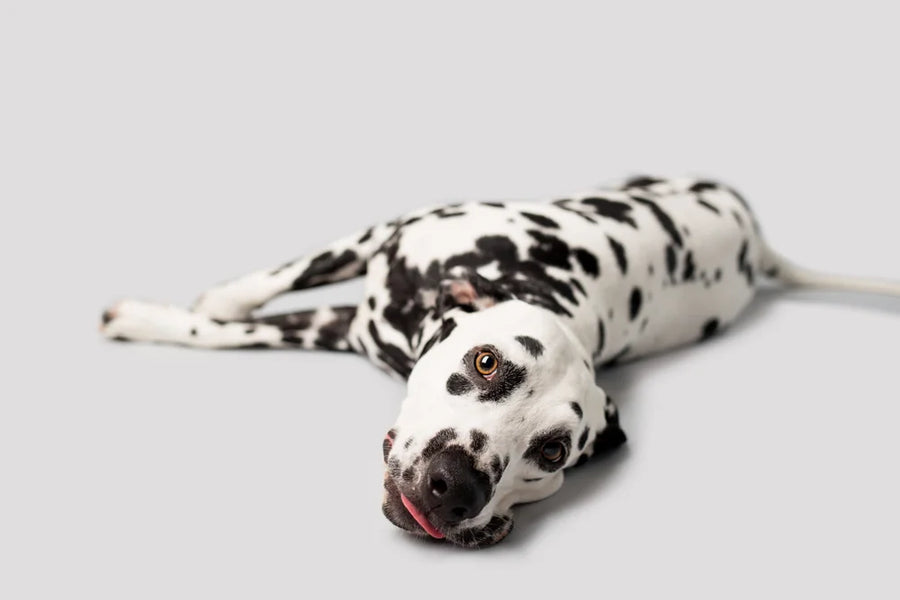 Bloat in dogs