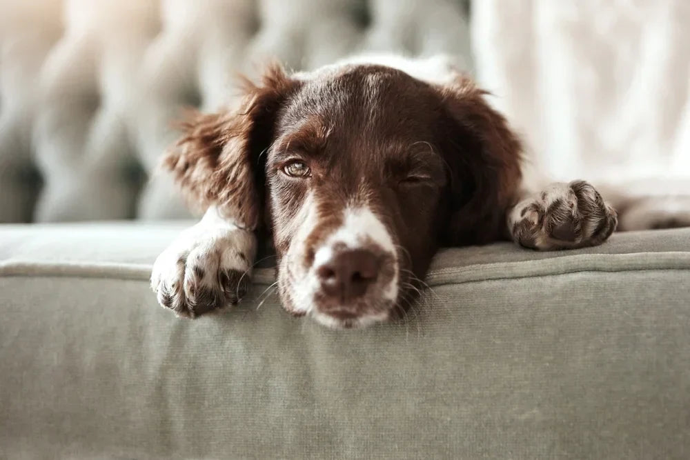 Calm dog after being neutered