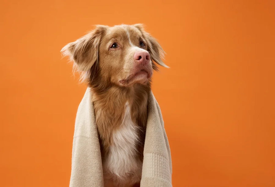 Calm dog supplements