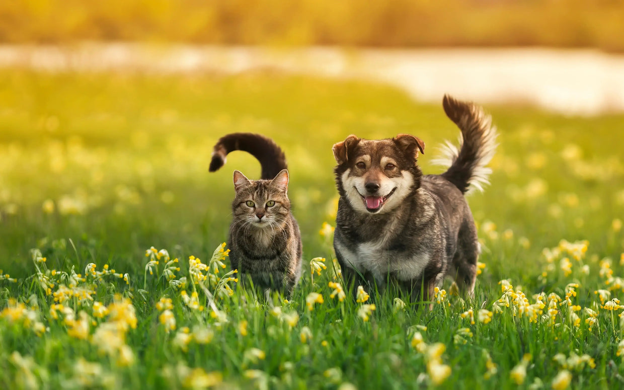 Dog and cat coexisting peacefully