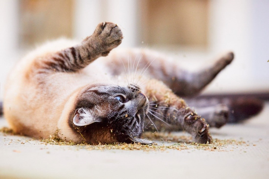 Cat rolls in catnip