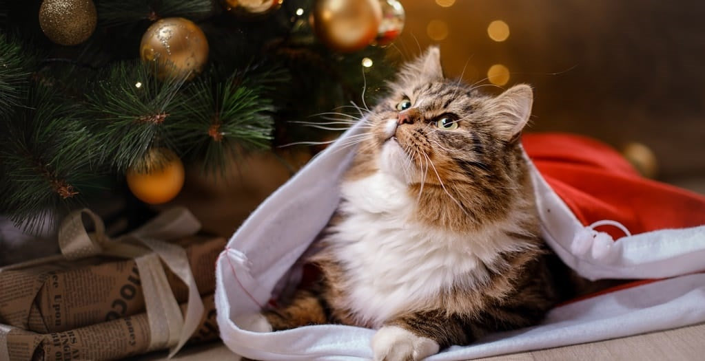 Cat looking Christmas
