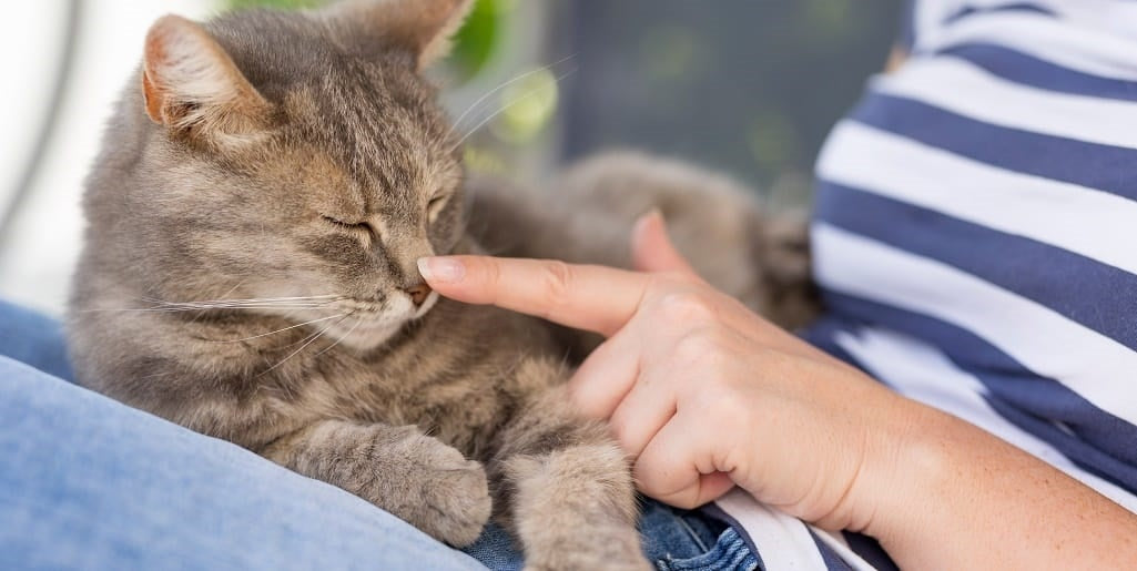 YuMOVE Cat: Formula Breakdown