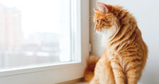 Tabby cat looking out the window