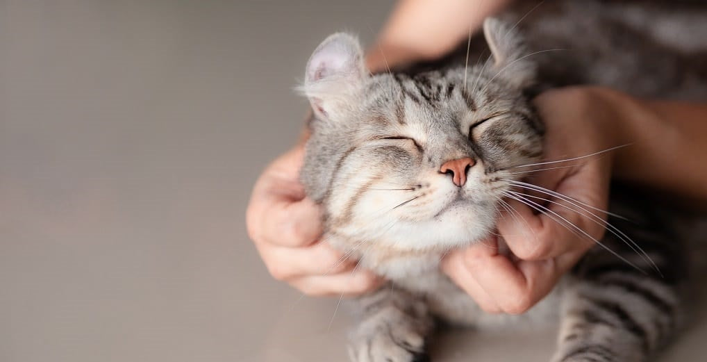 Signs Your Cat Loves You | YuMOVE
