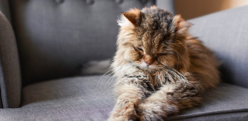 old adult long haired tabby cat sleeping on a grey armchair