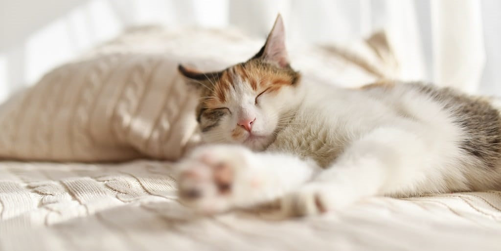 cat sleeping on bed