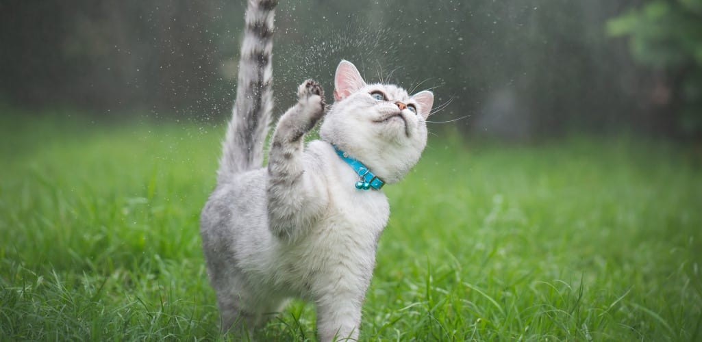 Cat playing in the rain