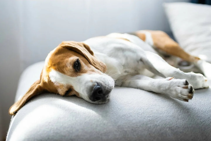 Colitis in dogs: What is it and how is it treated?