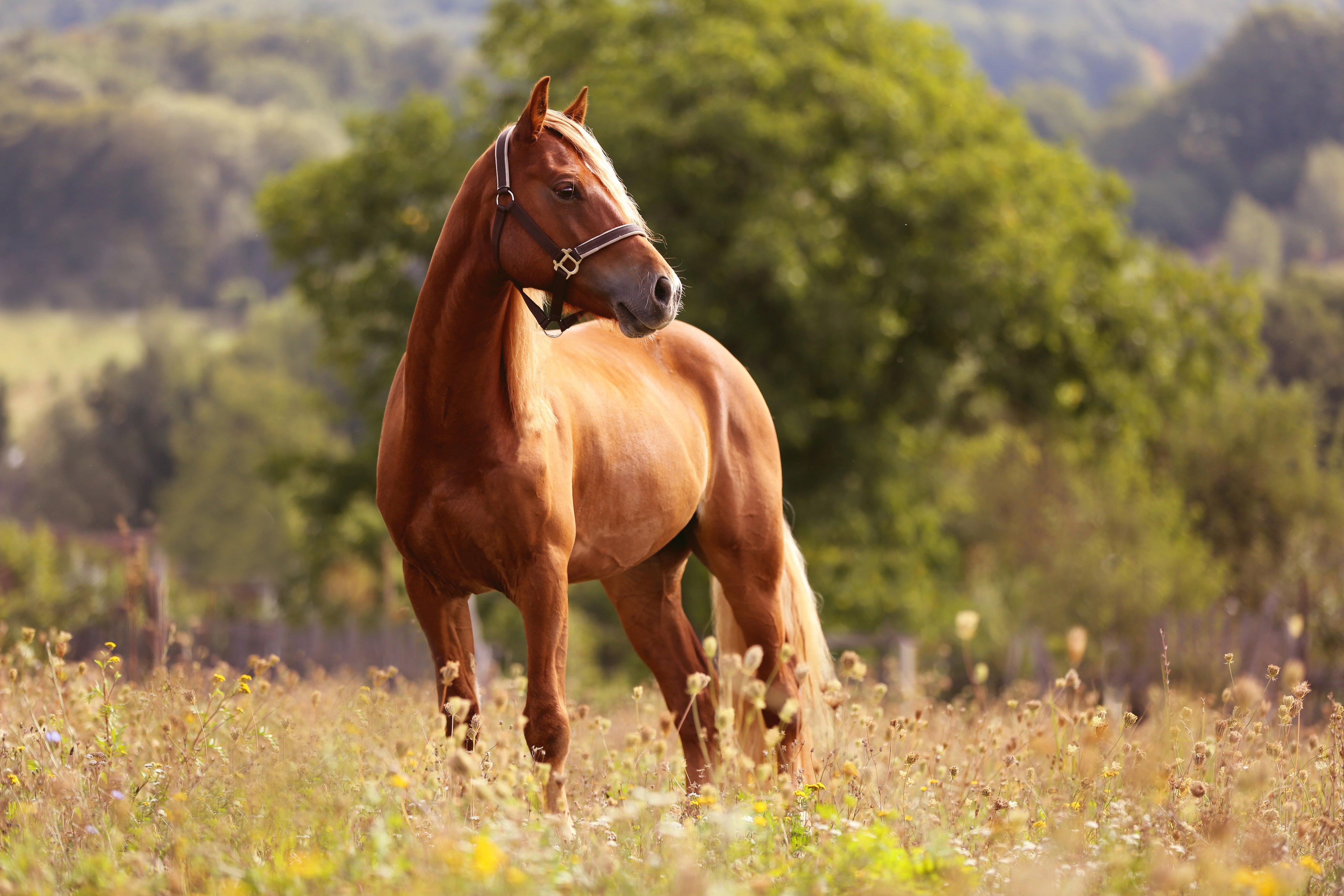 10 fun and interesting facts about horses