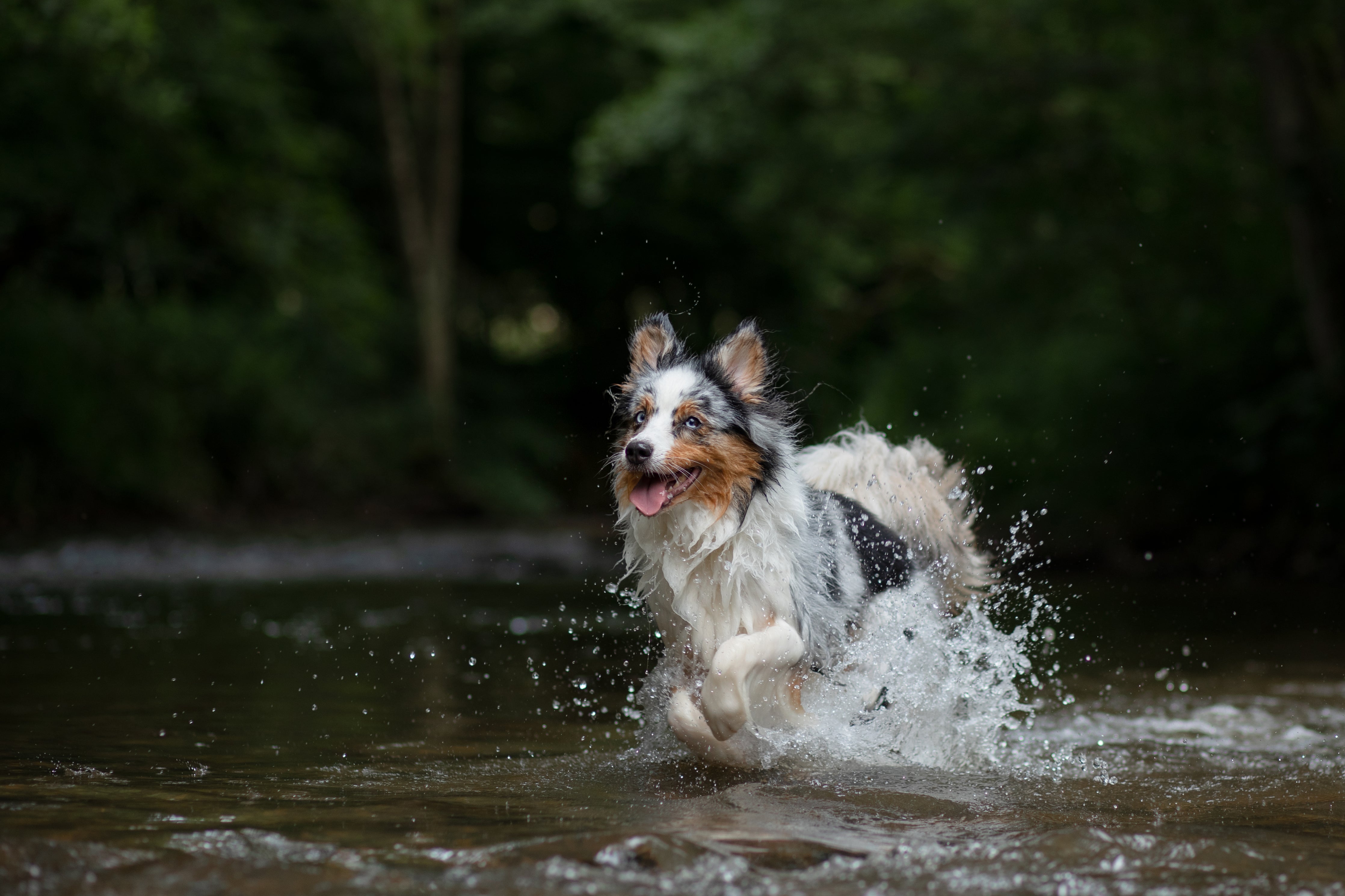 How to keep your dog safe in lakes and rivers