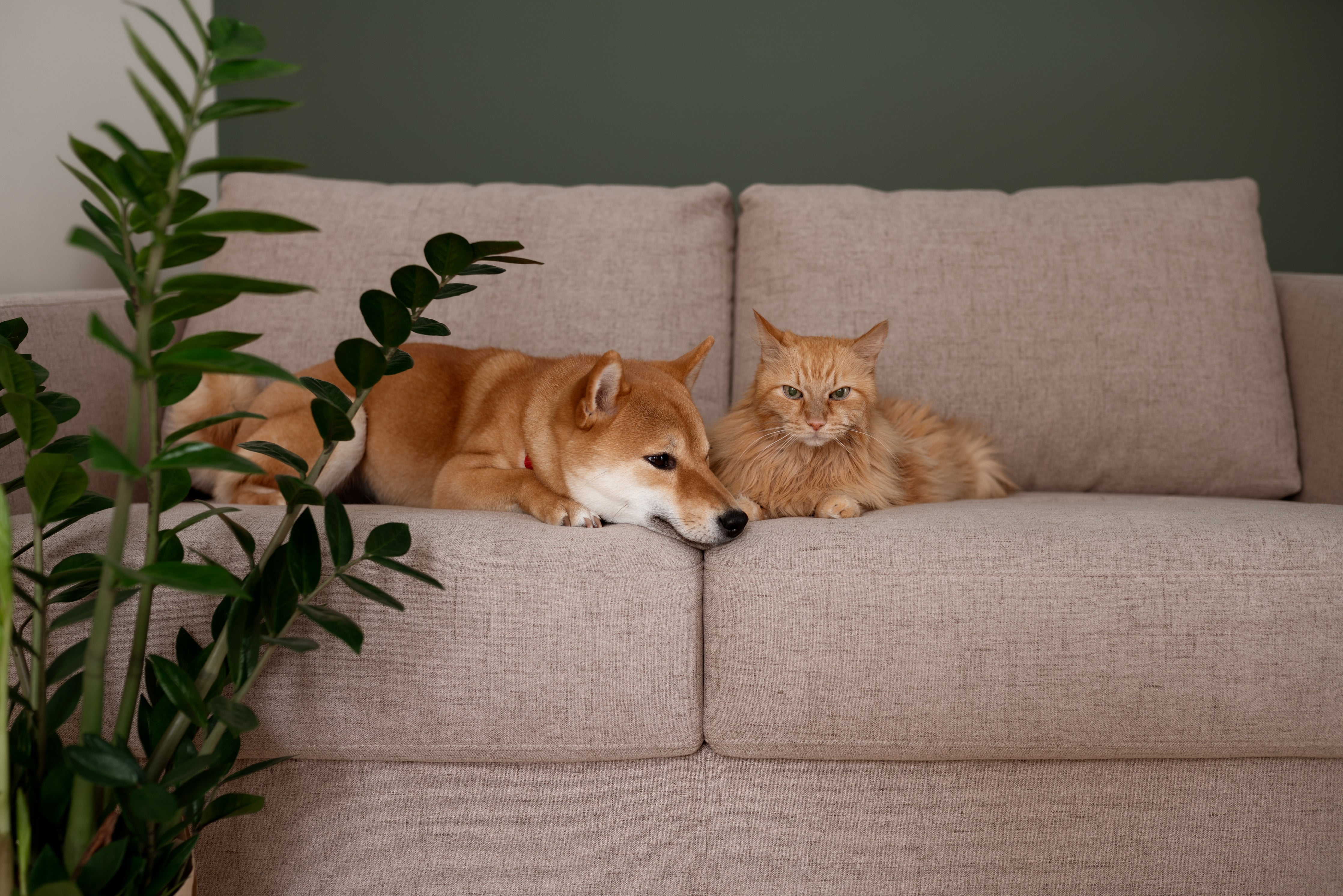 Dog and cat cuddling on sofa next to houseplant