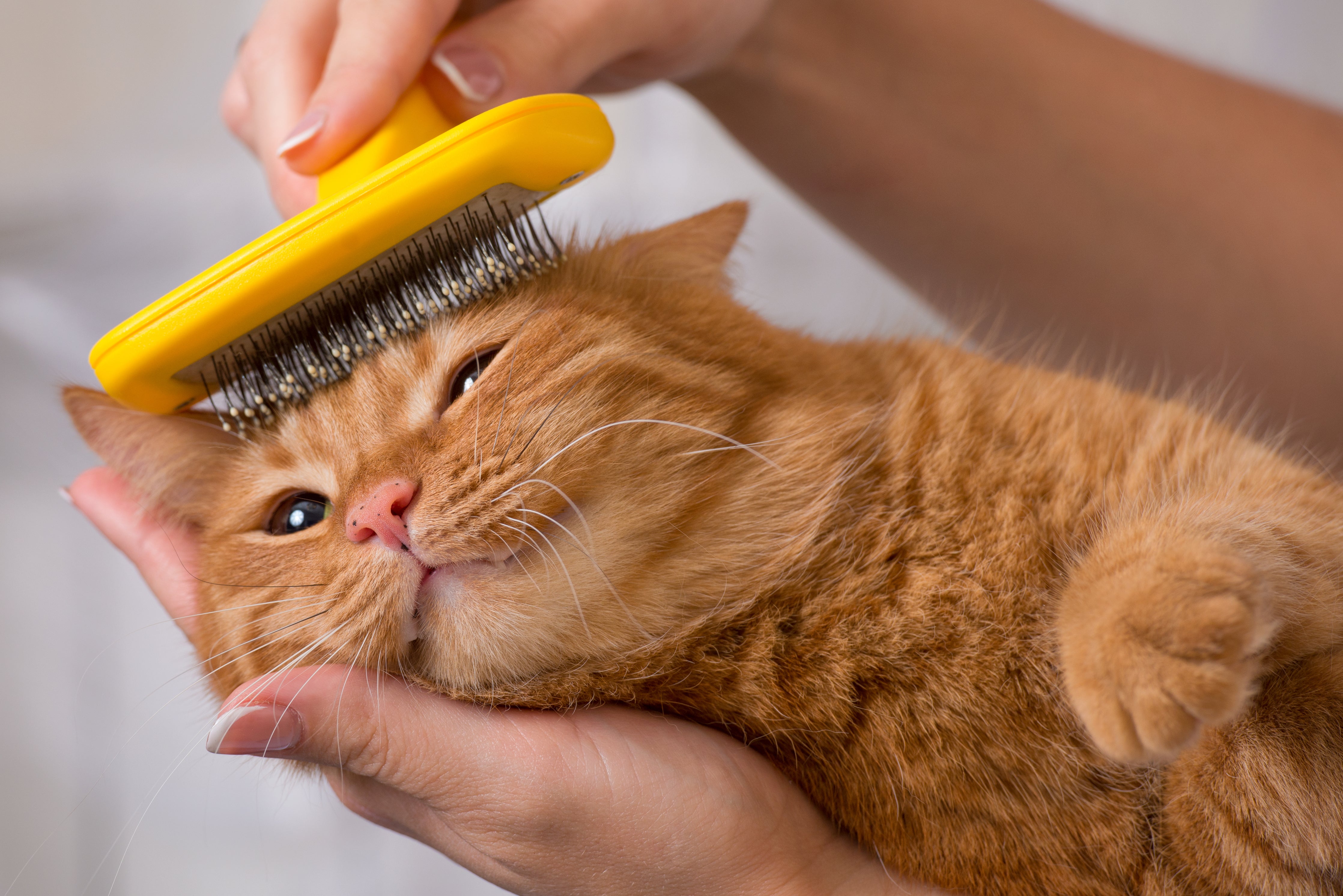 Ginger cat being groomed brushed