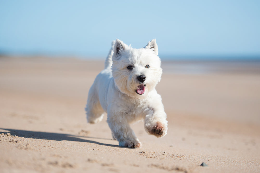 Dog running along a sandy beach