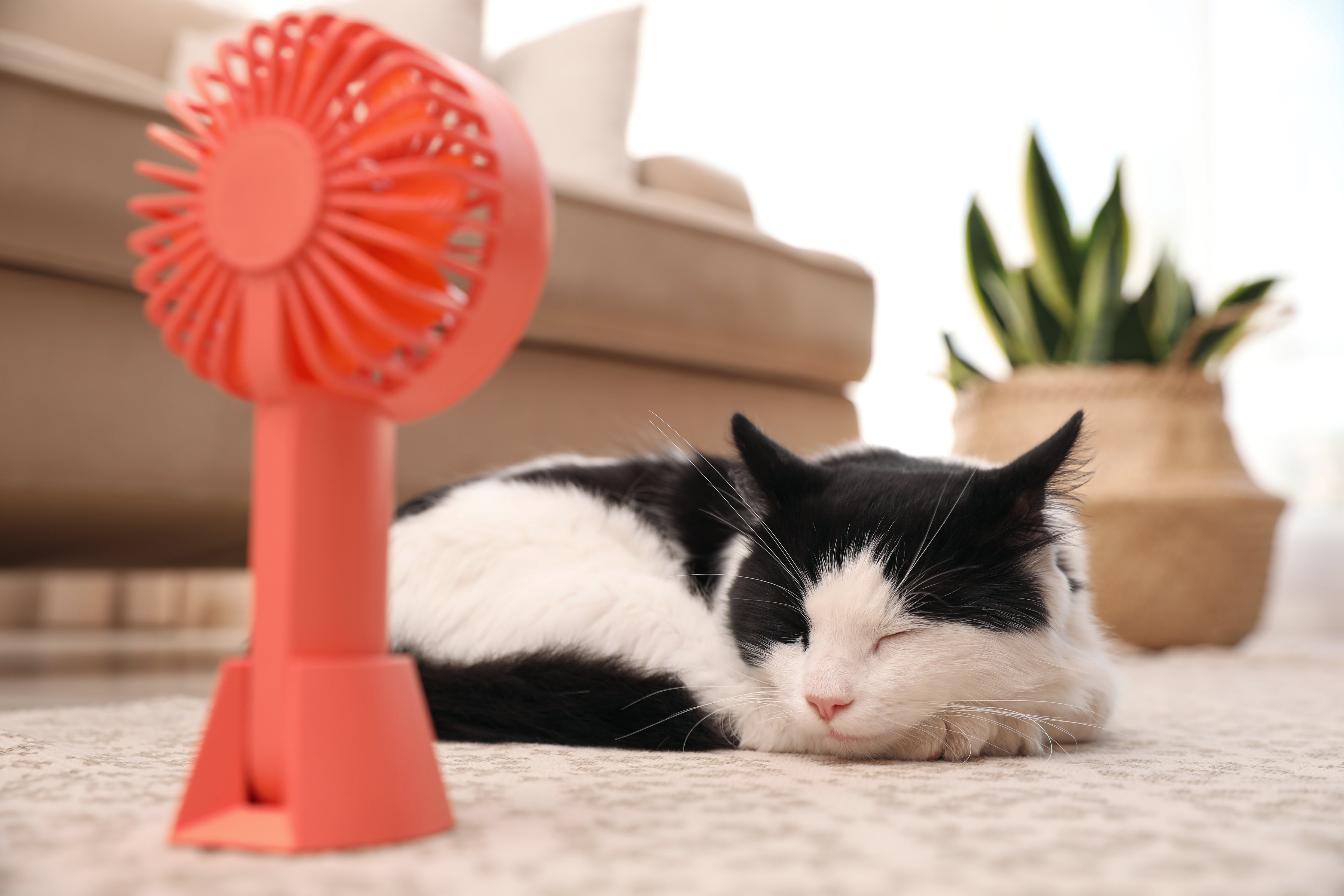 Tips to keep your cat cool in hot weather
