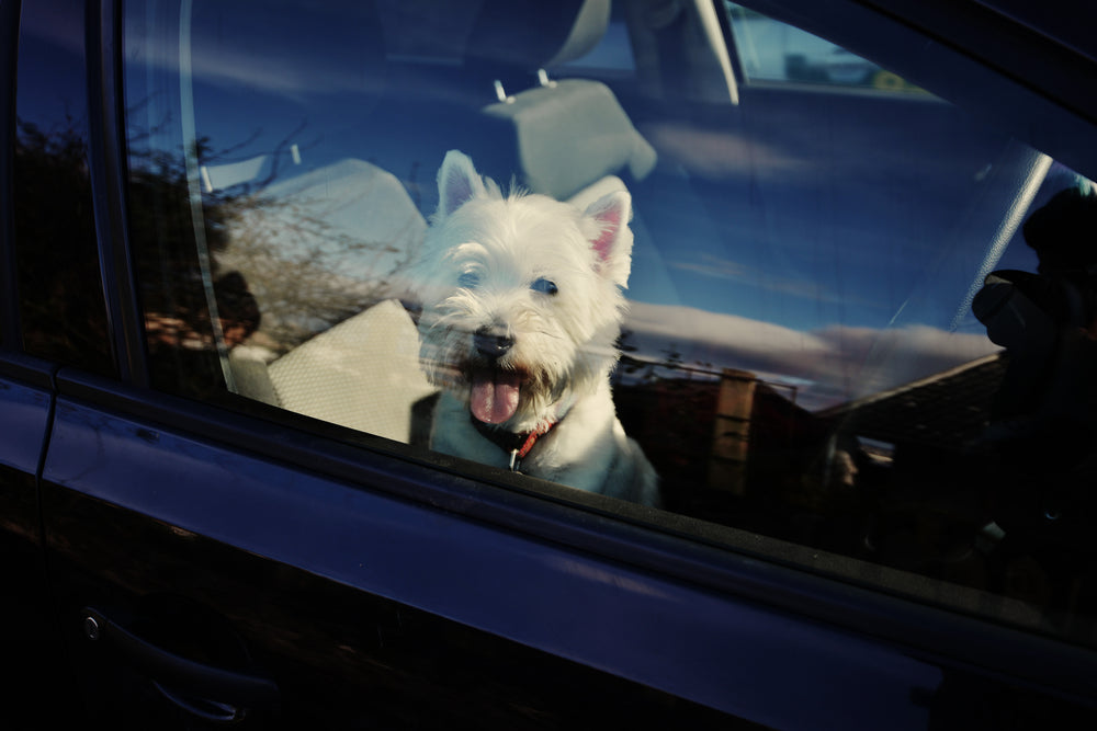 Spotted a dog in a hot car? Here’s what to do