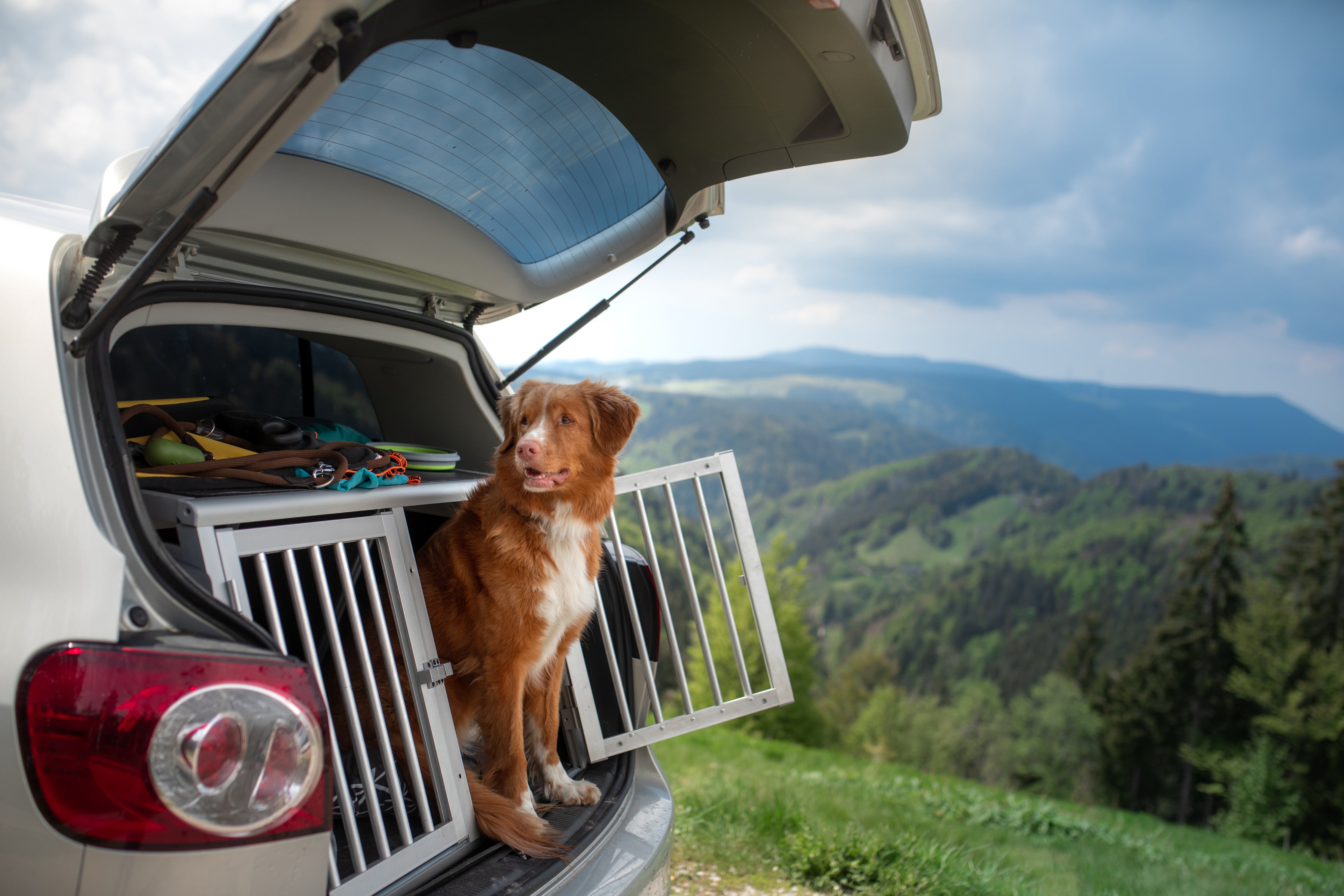 How to settle your dog on a staycation