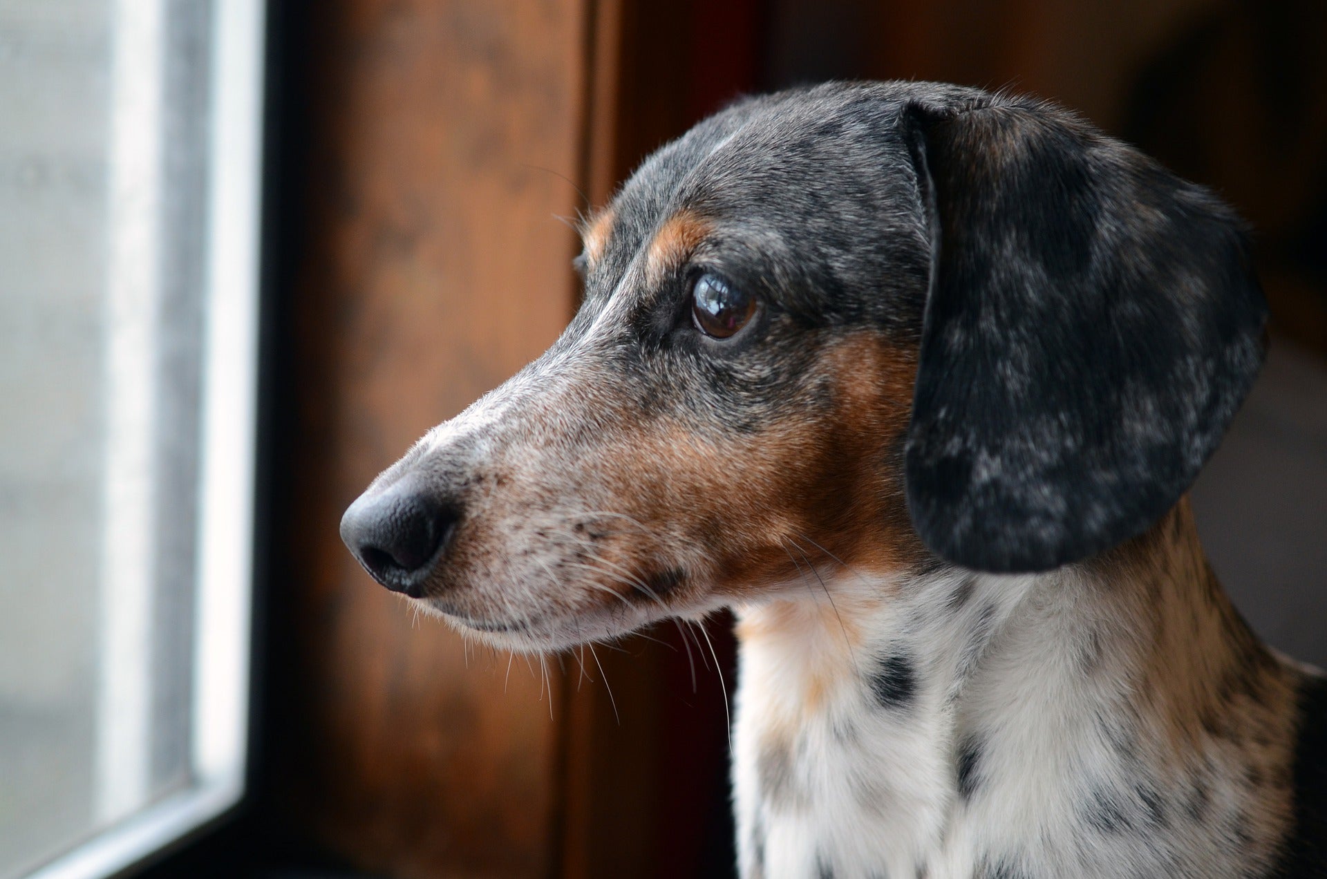 Dachshund looking out of a window