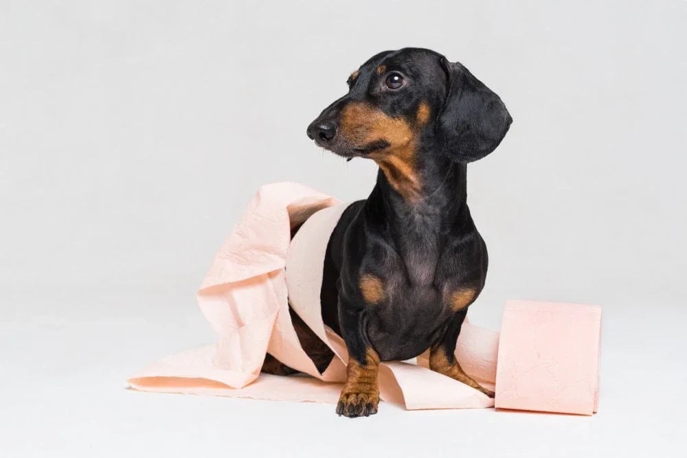Dachshund with digestive issues