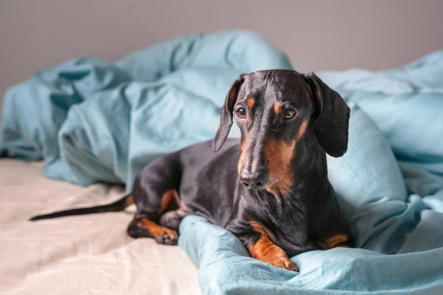 Inflammatory Bowel Disease (IBD) in dogs