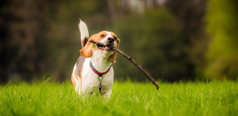 Beagle running with stick